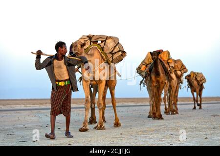 Afar Herder mit Dromedarkarawane Transport von Steinsalz über den Assale Salzsee auf den Markt, in der Nähe von Hamadela, Danakil Depression, Äthiopien Stockfoto