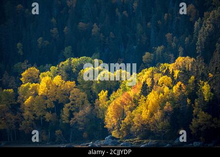 Herbstfarben, Saguenay Nationalpark, Quebec, Kanada Stockfoto