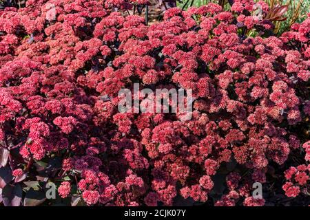 Sedum tephium 'Xenox' eine Sommer Herbst dunkel lila mehrjährige Blume Pflanze allgemein bekannt als Steinbrock Stock Foto Bild Stockfoto