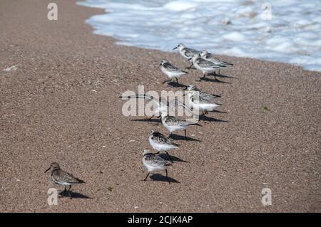Gemeinsame strandläufer Actitis hypoleucos auf Sand Beach Water Line in sonnigen Sommertag Stockfoto
