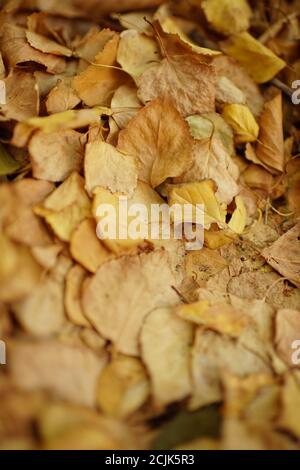 Trockene braune Birkenblätter im Herbstgarten. Stockfoto