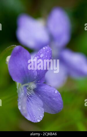 Gemeiner Hund Violet (Viola riviniana) blüht im Frühjahr in einem britischen Wald. Auch bekannt als Wood Violet. Stockfoto