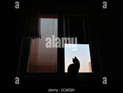 Die Katze sitzt am Morgen am Fenster, Brünn, Tschechische Republik, 12. September 2020. (CTK-Foto/Igor Zehl) Stockfoto