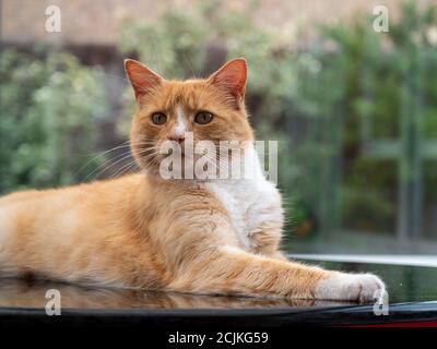 Portrait einer orange Katze Stockfoto