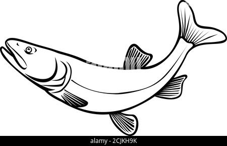 Retro-Stil Illustration eines Colorado pikeminnow, Ptychocheilus lucius oder Colorado squawfish, ein großer minnow aus dem Colorado River Springen auf Stock Vektor