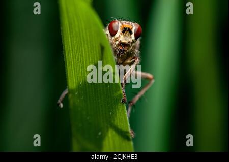 Makro einer Raubfliege (asilidae) auf einem grünen Blatt Stockfoto