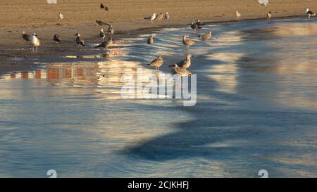 Möwen am Strand von Weymouth, Jurassic Coast, Dorset, England, Großbritannien Stockfoto