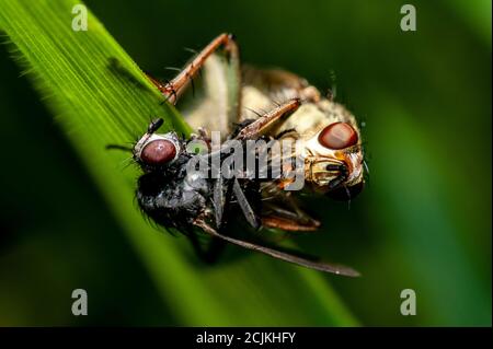 Makro einer Raubfliege (asilidae) mit beten Stockfoto