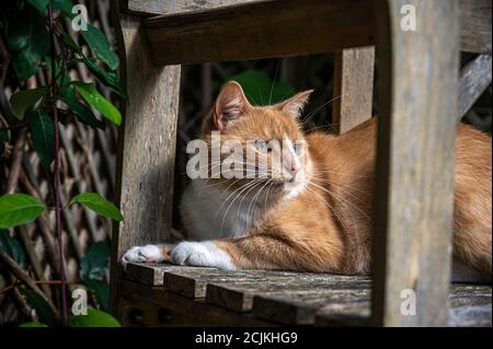 Orange Katze ruht auf Holzbank Stockfoto