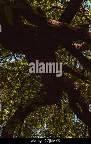 Vertikale Low-Angle-Aufnahme eines dicken Baumes mit Grün Blätter in einem Wald Stockfoto