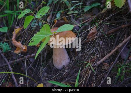 Schöne Boletus edulis Pilz Banner in erstaunlichen grünen Moos. Alte magische Wald Pilze Hintergrund. Stockfoto