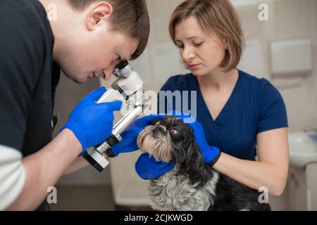 Eine tierärztliche Augenarzt macht ein medizinisches Verfahren, untersucht die Augen eines Hundes mit einem verletzten Auge und eine assisent hilft ihr, ihren Kopf zu halten. Eine v Stockfoto