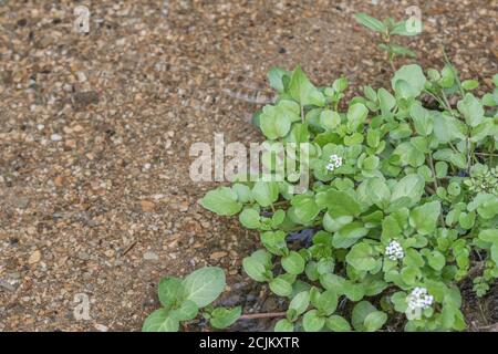 Kleiner Fleck blühender wilder Wasserkresse / Nasturtium officinale, der wild im Süßwasser wächst. Konzept kleiner Bach, Heilpflanzen, Wildfutter. Stockfoto