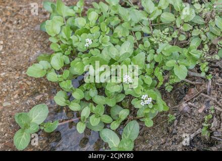 Mischpflaster von blühender Wildwasserkresse / Nasturtium officinale mit ovalblättrigen Brooklime / Veronica beccabunga im Süßwasserbach. Heilkraut Stockfoto