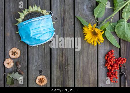 Auf einem hölzernen Hintergrund Sonnenblume mit einer medizinischen Maske und einem Zweig der roten Eberesche, gelbe Sonnenblume und getrocknete Äpfel. Konzept, es ist Herbst, Quarantäne während Coronavirus, auf einem weißen Hintergrund gibt es eine Hochwertige Fotos Stockfoto