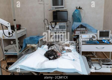 Sterile op in einer Tierklinik. Vorbereitung für den Betrieb des Hundes. Der Augenarzt führt Chirurgie auf die Augen des Hundes. Ein Stockfoto