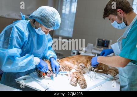 Veterinärmedizin Zahnheilkunde. Zahnarzt Chirurg Tierarzt reinigt und behandelt die Zähne des Hundes in einer Tierklinik. Ein Anästhesist überwacht die Selbststä Stockfoto