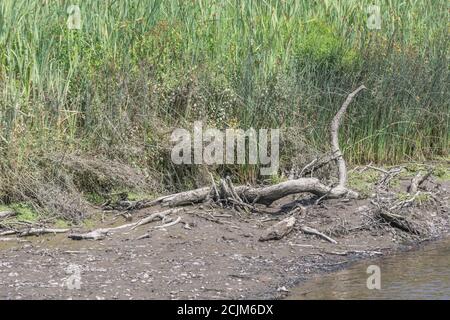 Große Baumpfähle wusch den Fluss hinunter nach heftigen Regenfällen und Potenzial für nagende Menschen und andere durch Wasser übertragene Trümmer. Flussdriftholz, Flusshindernisse. Stockfoto