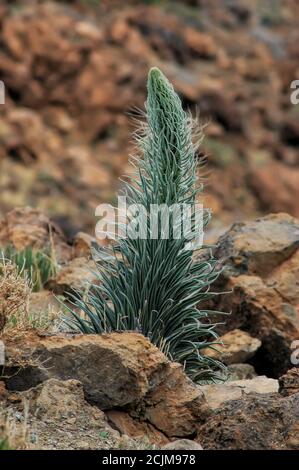 Junge Echium wildpretii oder Tajinaste Rojo Pflanze, geschützt endemische zweijährige Blume angepasst an die Höhe und die felsige vulkanische Landschaft Stockfoto