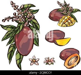 Mango Früchte Skizze Stil Vektor-Illustration. Handgezeichnetes Poster. Exotische Früchte Zusammensetzung mit Blättern und Würfel-Scheibe. Retro-Illustration isoliert ein Stock Vektor