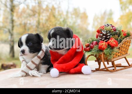 Welsh Corgi pembroke Welpen Hunde in santa Schal Stockfoto