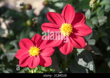 Zwei große rote Blumen Zinnia, verschwommener Hintergrund. Stockfoto