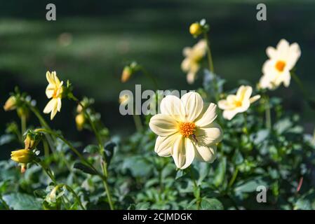 Gelbe Blumen Zinnia, Nahaufnahme. Schöner natürlicher Hintergrund. Stockfoto