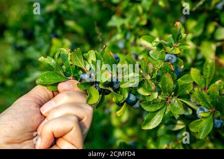 Ein Mann pflückt Schlehe aus einem Schlehdornbusch im Herbst Stockfoto