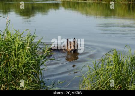 deutscher Schäferhund schwimmend im Fluss. Der Hund steht im Wasser. Stockfoto