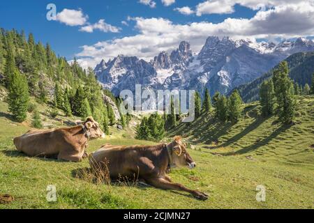 Kühe auf der Alm Prato Piazza im Nationalpark drei Gipfel in den Sextener Dolomiten, Südtirol, Italien Stockfoto