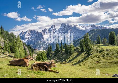 Kühe auf der Alm Prato Piazza im Nationalpark drei Gipfel in den Sextener Dolomiten, Südtirol, Italien Stockfoto