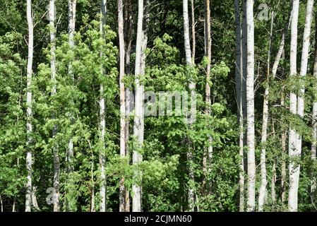 Linie oder Reihe von weißen Pappeln, Populus alba, aka Silberpappeln oder Silberblatt-Pappeln mit charakteristischen weißen Baum-Trunks Stockfoto