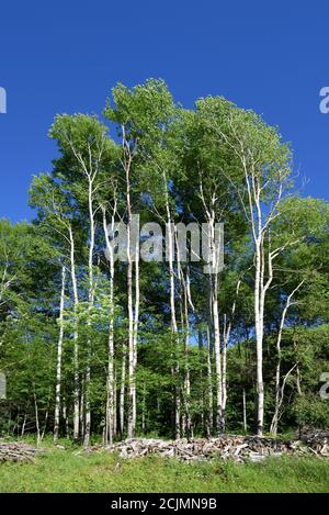 Copse of White Paplars, Populus alba, aka Silver Pappel oder Silverlaf Pappel zeigt White Tree Trunks & Stapel von Coppiced oder Cut Logs für Brennholz Stockfoto