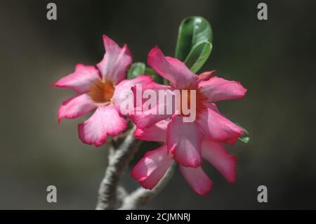 Adenium obesum, schöner tropischer Sukkulenten Strauch, auch bekannt als Wüstenrose oder Impala Lilie im Garten, für seine auffallenden bunten Blumen gewachsen Stockfoto