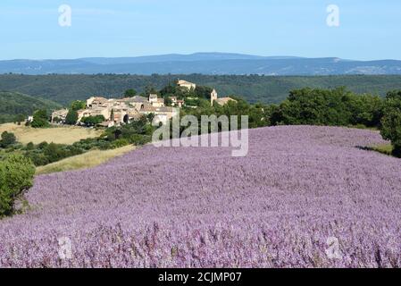 Dorf Entrevennes und Sage Feld oder Feld von Clary Sage, Salvia sclarea, Alpes-de-Haute-Provence Provence Frankreich Stockfoto