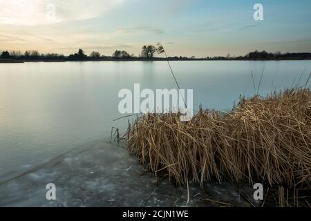 Trockenes Schilf in einem gefrorenen See, Blick auf den Winter Stockfoto