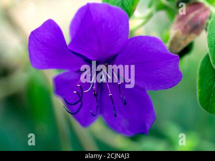 Makrobild einer Tibouchina urvilleana Blume, im tropischen Gewächshaus bei Walmer Castle Gardens Stockfoto