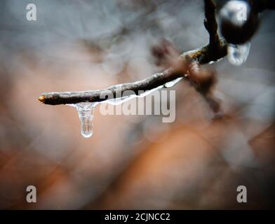 Eiszapfen auf Baumzweigen im Hudson Valley, New York, USA Stockfoto