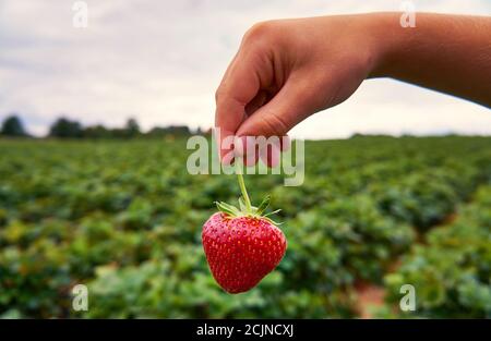 Ein Kind hält eine frisch gepflückte rote Erdbeere in der Hand. Mit einem verschwommenen Erdbeerfeld im Hintergrund. Stockfoto