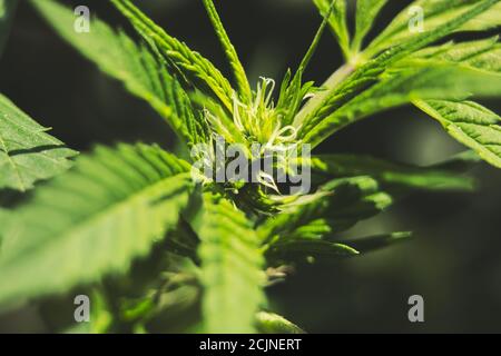 Entwicklung einer Cannabispflanze Stockfoto