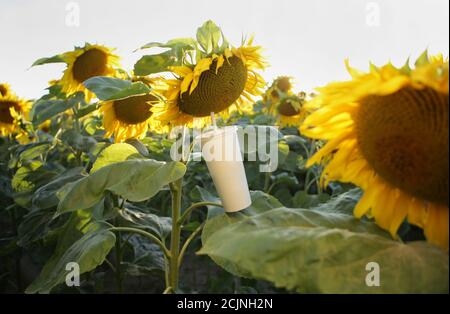 Tasse mit einem Stroh und einer Sonnenblumenblume, Konzept. Stockfoto