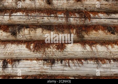 Holzwand aus Baumstämmen. Moos wird zwischen die Baumstämme gelegt. Horizontaler Hintergrund und Baumstruktur. Stockfoto