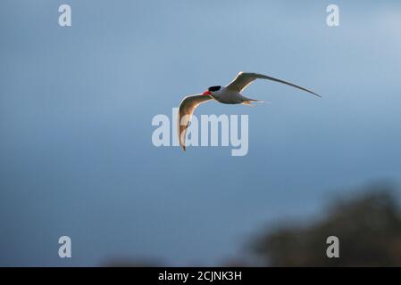 Eine südamerikanische Tern (Sterna hirundinacea), die vor der Küste von Süd-Brasilien fliegt. Stockfoto