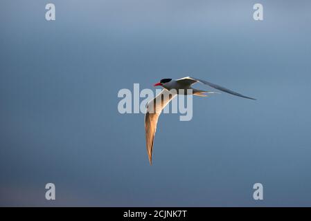 Eine südamerikanische Tern (Sterna hirundinacea), die vor der Küste von Süd-Brasilien fliegt. Stockfoto