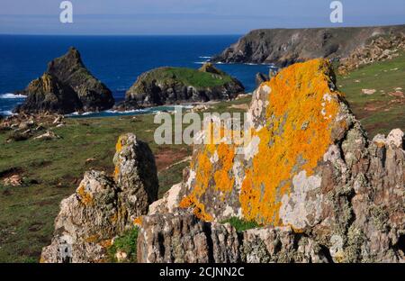 Flechten bedecktes Granitgestein oberhalb von Kynance Cove auf der Halbinsel Lizard in Cornwall, England, Großbritannien Stockfoto