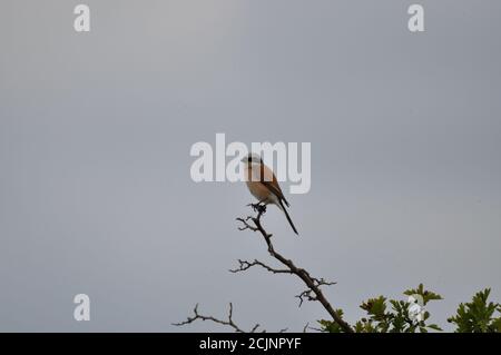 Der Neuntöter (Lanius collurio) auf der Halbinsel Gnitz am Achterwasser der Insel Usedom. - der Rotrückenwürger (Lanius collurio) auf der Gnitz penin Stockfoto