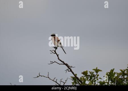 Der Neuntöter (Lanius collurio) auf der Halbinsel Gnitz am Achterwasser der Insel Usedom. - der Rotrückenwürger (Lanius collurio) auf der Gnitz penin Stockfoto