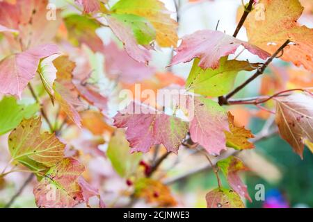 Herbstlaub von gelb, grün und rot auf den Zweigen eines wilden Apfelbaums im Garten eines Landhauses. Hintergrund für Magazin oder Notizbuch Stockfoto