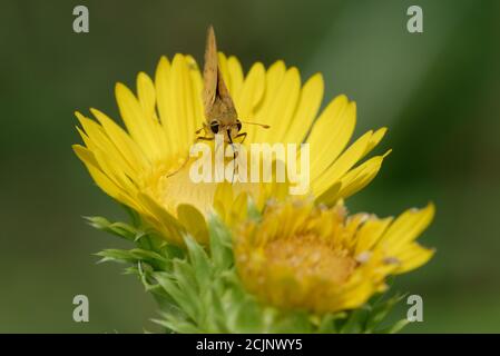 Feuriger Skipper auf Saw-Leaf Daisy Stockfoto