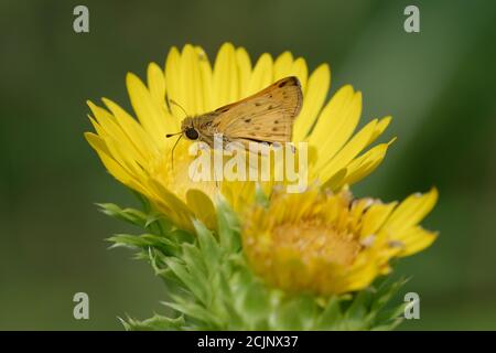 Feuriger Skipper auf Saw-Leaf Daisy Stockfoto